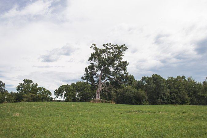 Shawshank tree Famed Oak Tree From 39Shawshank Redemption39 Is Toppled by Heavy Winds