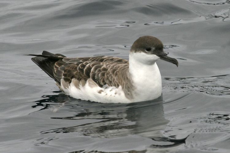 Shearwater Great shearwater New Zealand Birds Online