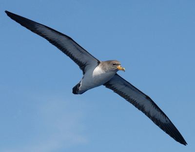 Shearwater Shearwaters SEABIRD OSTEOLOGY