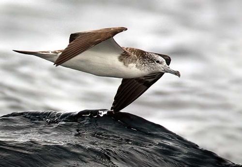 Shearwater Calonectris Shearwaters SEABIRD OSTEOLOGY