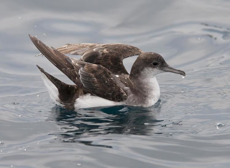 Shearwater Fluttering shearwater New Zealand Birds Online