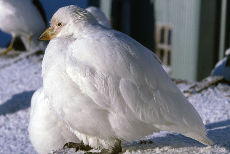 Sheathbill Snowy or American Sheathbill Antarctica fact file birds