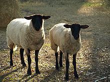 Sheep httpsuploadwikimediaorgwikipediacommonsthu