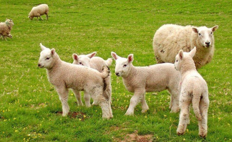 Sheep Why Wearing Wool Means Hurting Sheep Save Animals PETA Kids