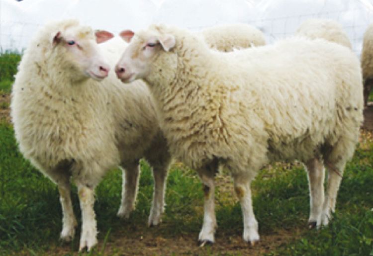 Sheep American Sheep Industry Breed Directory