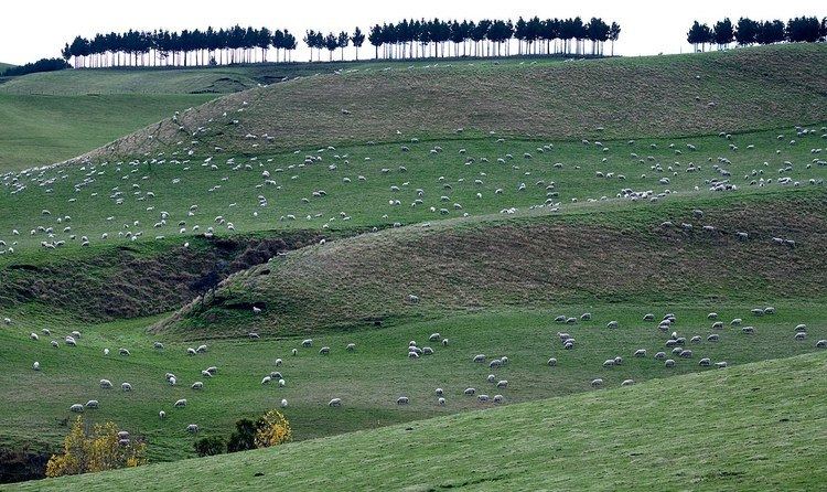 Sheep farming in New Zealand