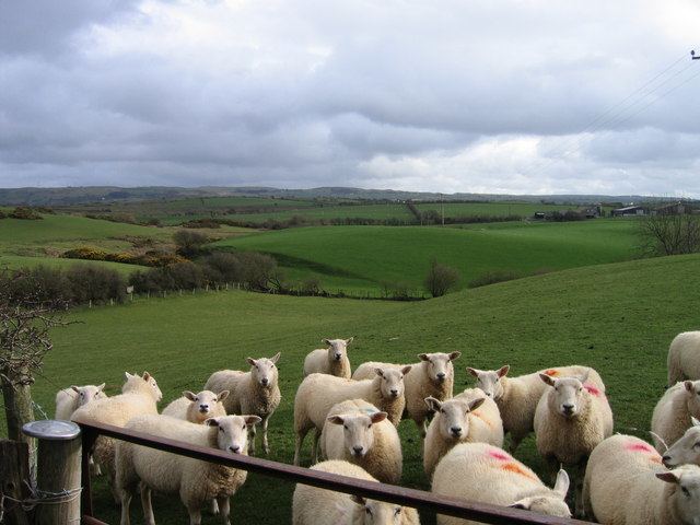 Sheep farming in Wales