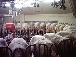 Sheep milk Sheep milk Wikipedia