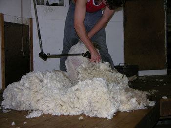 Sheep shearer
