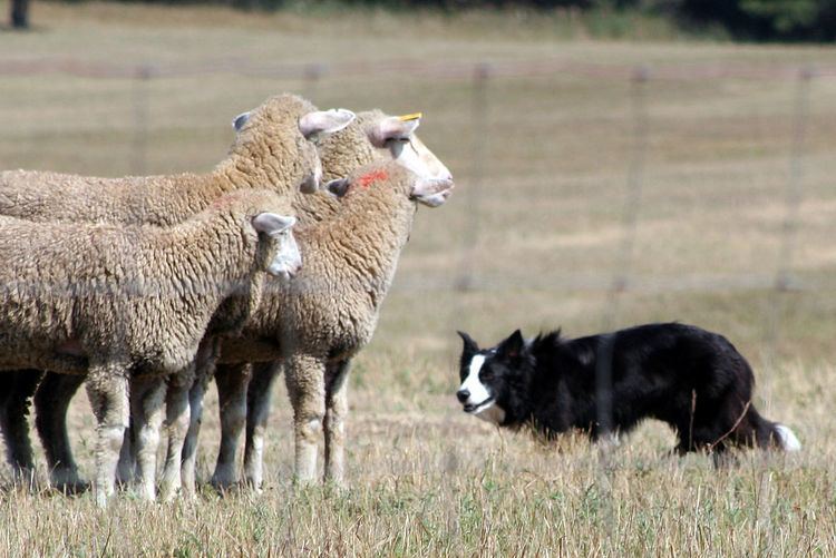 Sheepdog trial