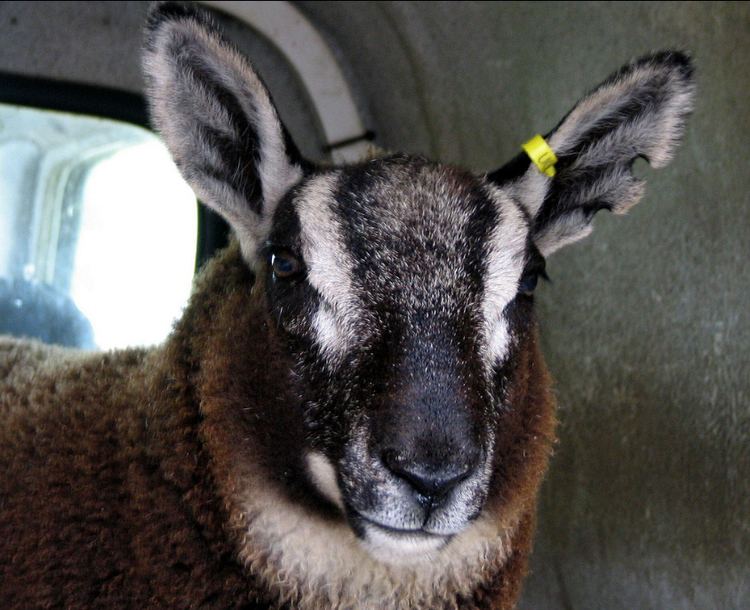 Sheep–goat hybrid Debunking the Geep How Many SheepGoat Hybrids Are Real Modern