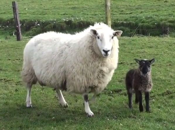 Sheep–goat hybrid Adorable SheepGoat Hybrid Born After Rare Barnyard Romance