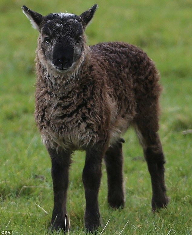 Sheep–goat hybrid Hybrid partsheep partgoat born on farm in Ireland Daily Mail Online