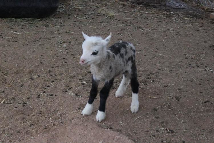 Sheep–goat hybrid iimgurcomMoNz2xMjpg