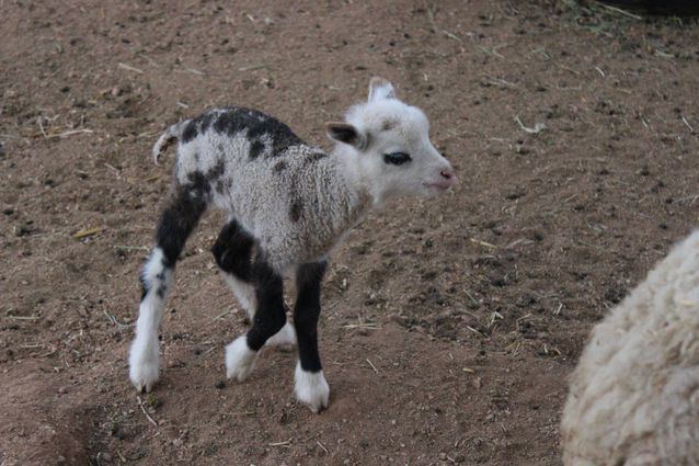 Sheep–goat hybrid Sheepgoats 11 amazing hybrid animals MNN Mother Nature Network