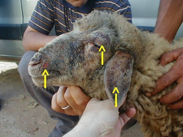 Sheeppox