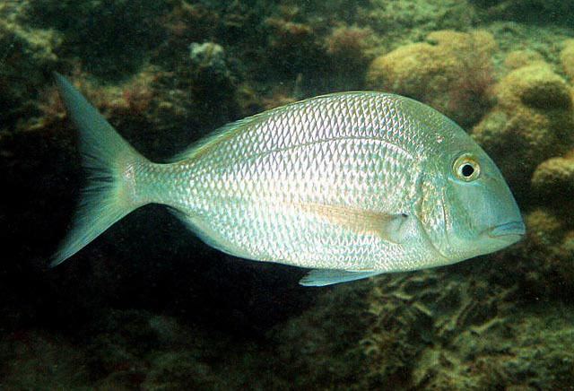 Sheepshead porgy Calamus penna details Forestventurecom