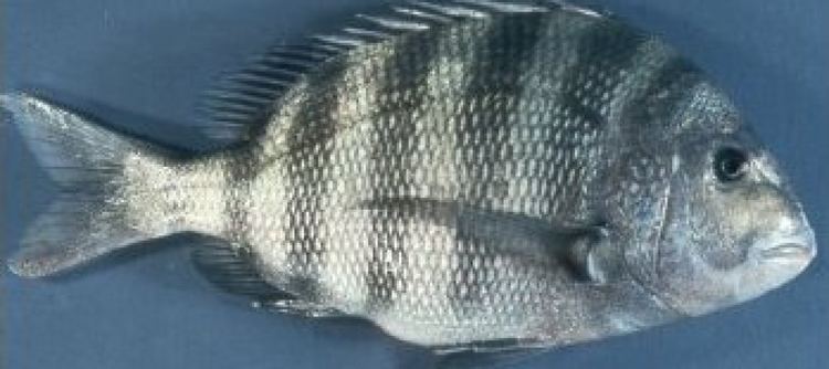 Sheepshead porgy Sheepshead Porgy Seafoodscom