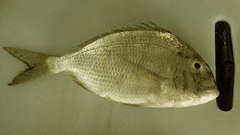 Sheepshead porgy Littleknown facts about the Sheepshead porgy Metamorphosism