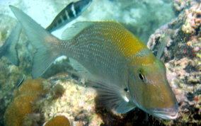 Sheepshead porgy Sheepshead Porgy Calamus penna Caribbean Fish Identification USVI