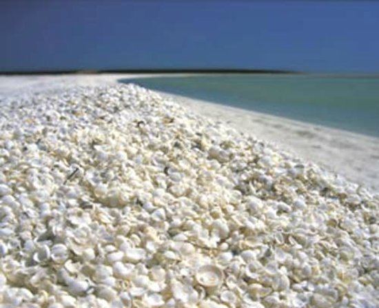 Shell Beach (Western Australia) Shell Beach Denham Australia Top Tips Before You Go TripAdvisor