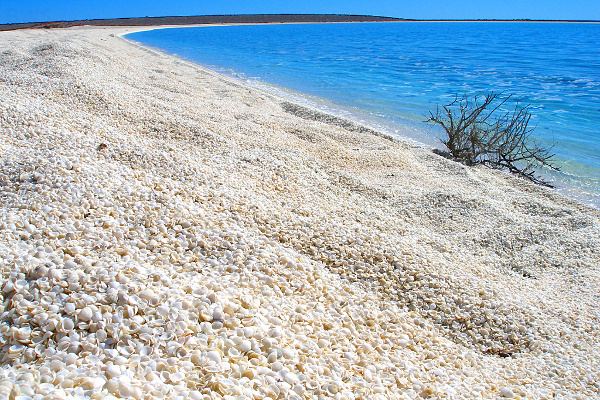 Shell Beach (Western Australia) httpsuploadwikimediaorgwikipediacommons99