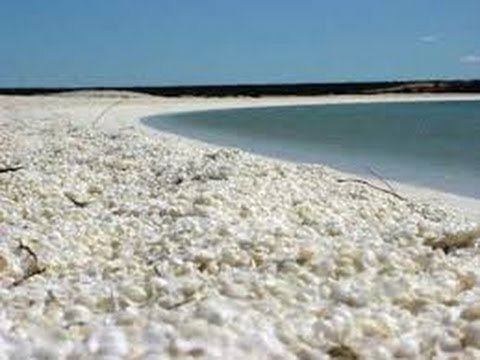 Shell Beach (Western Australia) Shell Beach Shark Bay Western Australia YouTube
