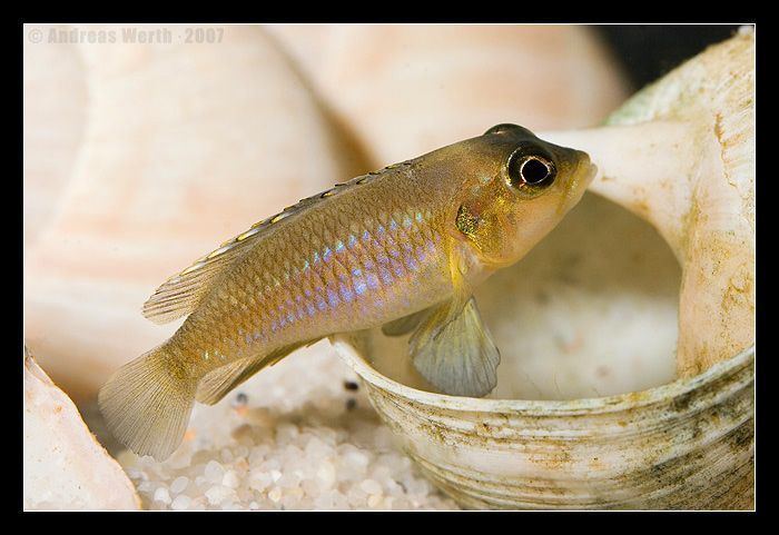 Shell dwellers 1000 images about shell dwellers on Pinterest Cichlids