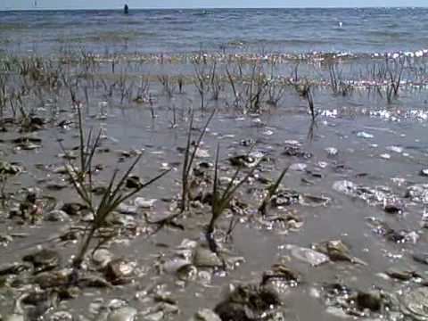 Shell Point, Florida Shell Point Beach YouTube