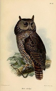 Shelley's eagle-owl httpsuploadwikimediaorgwikipediacommonsthu