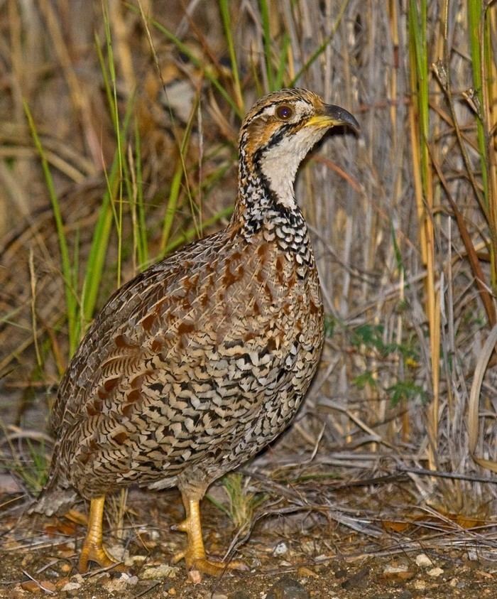Shelley's francolin Niall39s nature pages