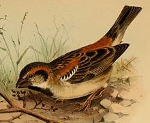 Shelley's sparrow httpsuploadwikimediaorgwikipediacommonsthu