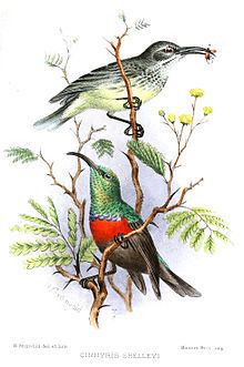Shelley's sunbird httpsuploadwikimediaorgwikipediacommonsthu