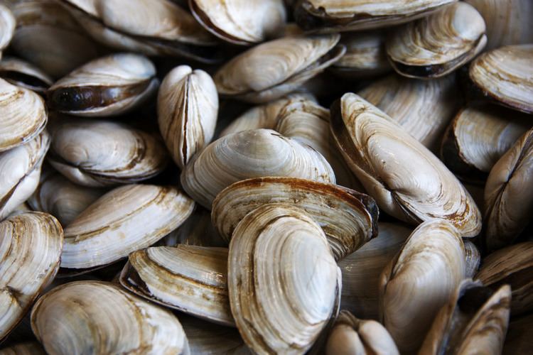 Shellfish Buy Clams Wholesale Quahogs Razor Clams Steamers and More