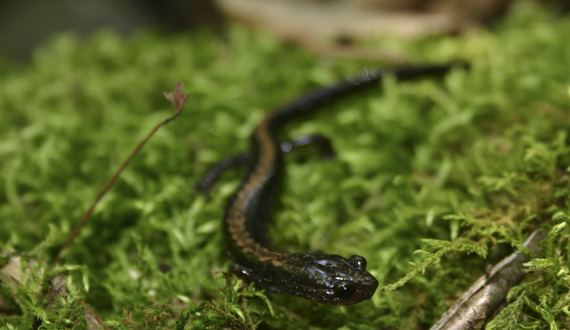 Shenandoah salamander Shenandoah salamander