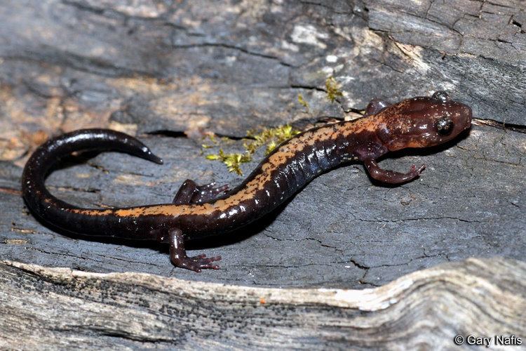 Shenandoah salamander wwwcaliforniaherpscomnoncalmiscmiscsalamander