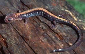Shenandoah salamander Shenandoah Salamander Shenandoah National Park US National Park
