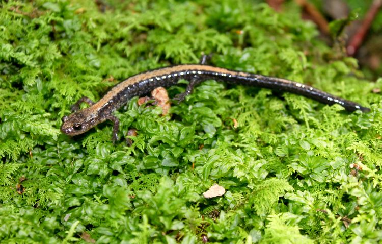 Shenandoah salamander FileShenandoah Salamander 08jpg Wikimedia Commons