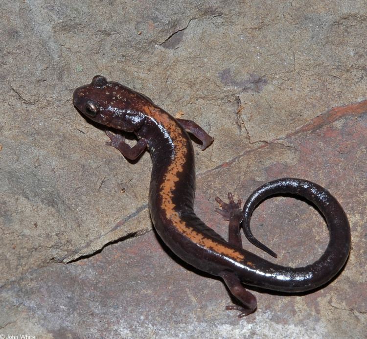 Shenandoah salamander Shenandoah Salamander