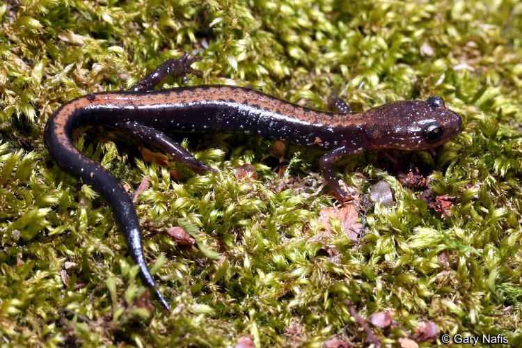 Shenandoah salamander Shenandoah Salamander Plethodon shenandoah
