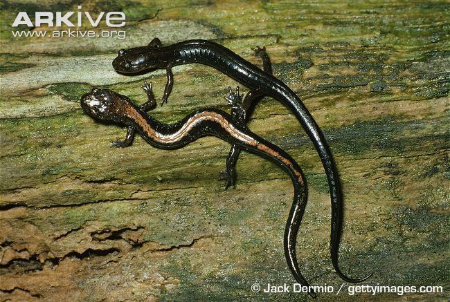 Shenandoah salamander Shenandoah salamander photo Plethodon shenandoah G68927 ARKive
