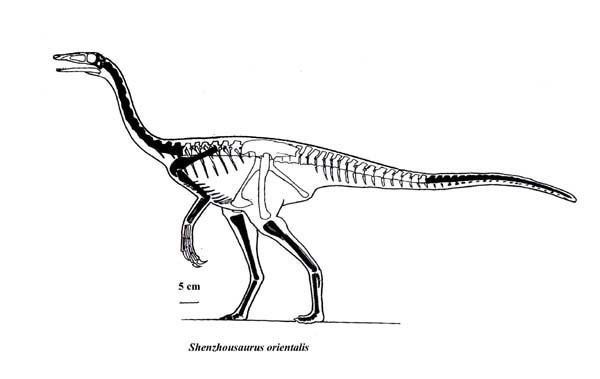 Shenzhousaurus Shenzhousaurus Pictures amp Facts The Dinosaur Database