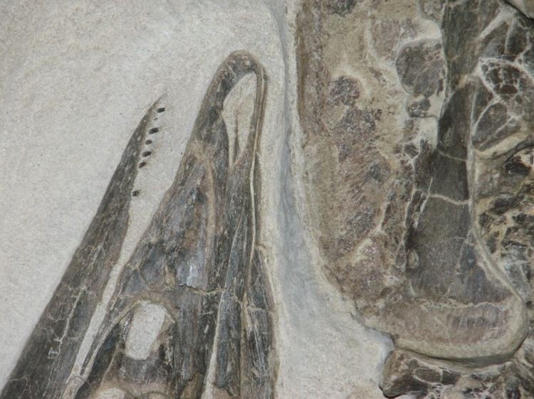 Shenzhousaurus Shenzhousaurus Dave Hone39s Archosaur Musings