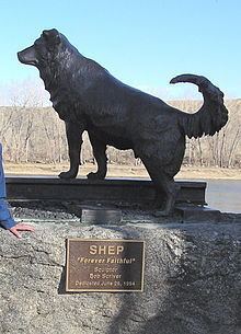 Shep (American dog) httpsuploadwikimediaorgwikipediacommonsthu