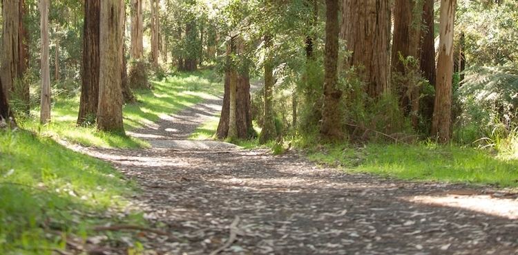 Sherbrooke Forest Eastern Sherbrooke Forest Walk Visit Melbourne39s Dandenong Ranges