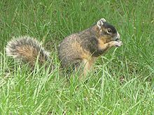 Sherman's fox squirrel httpsuploadwikimediaorgwikipediacommonsthu