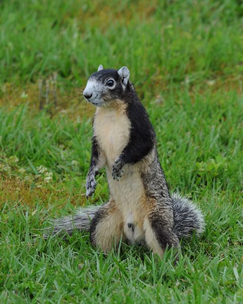 Sherman's fox squirrel suncoastimage Photo Keywords Fox sherman39s