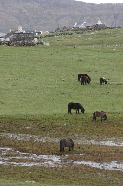 Shetland animal breeds