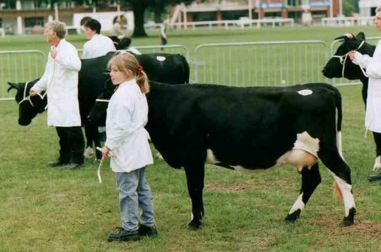 Shetland cattle Shetland Cattle