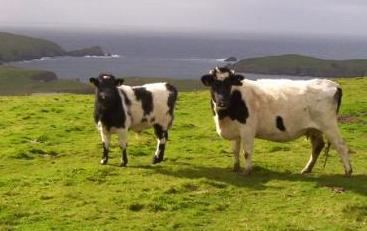 Shetland cattle Shetland Cattle